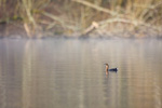 Pied-Billed Grebe